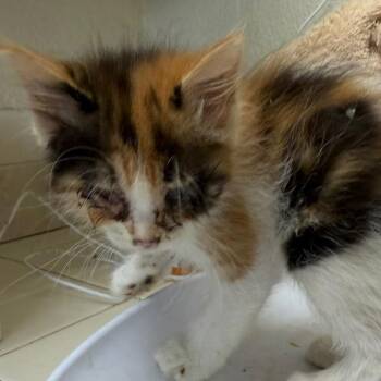 Poppy -  Domestic Long Hair Cat for Adoption in Klamath Falls, Oregon - Poppy | PetCurious