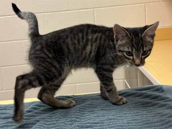 LIMA BEAN -  Domestic Short Hair Cat for Adoption in Colorado Springs, Colorado - LIMA BEAN | PetCurious
