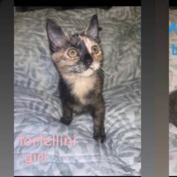 Tortellini K46312 -  Domestic Short Hair Cat for Adoption in Corsicana, Texas - Tortellini K46312 | PetCurious