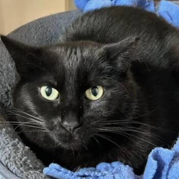 Domestic Short Hair Cats Available for Adoption - Layla | PetCurious