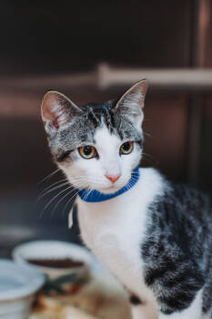 Rescue Domestic Short Hair Cats for Adoption in North Charleston, South Carolina - 89441a Moe- PetSmart James Island | PetCurious