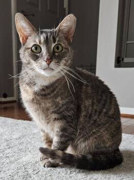 Rescue Tabby Cats for Adoption in Mount Clemens, Michigan - Valerie | PetCurious