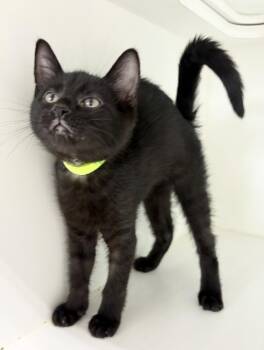Huxley -  Domestic Short Hair Cat for Adoption in Rochester, Indiana - Huxley | PetCurious