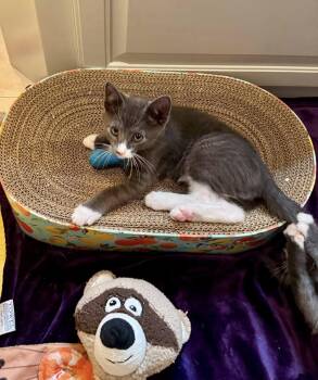 Rescue Tuxedo Cats for Adoption in Nacogdoches, Texas - Wapi | PetCurious