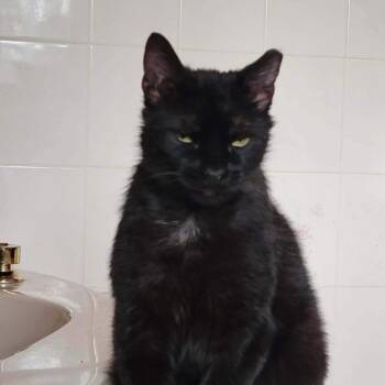 Domestic Short Hair Cats Available for Adoption in Quakertown, Pennsylvania - Cutie | PetCurious