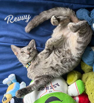 Rescue Tabby and Domestic Short Hair Cats for Adoption in Houston, Texas - Revvy #fire-up-my-purr-motor | PetCurious