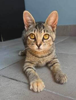 COSTCO -  Domestic Short Hair Cat for Adoption in Delson, Quebec - COSTCO | PetCurious