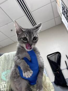 COTTON CANDY -  Domestic Short Hair Cat for Adoption in Las Vegas, Nevada - COTTON CANDY | PetCurious