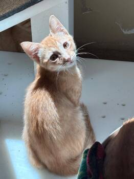 Griffin -  Domestic Short Hair Cat for Adoption in Little Rock, Arkansas - Griffin | PetCurious