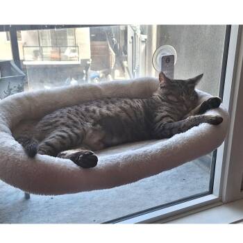 Scone -  Domestic Short Hair Cat for Adoption in Calgary, Alberta - Scone | PetCurious