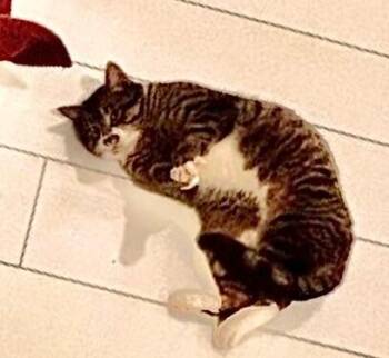 Domestic Short Hair Cats Available for Adoption - Rowan | PetCurious