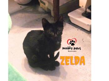 Zelda -  Domestic Short Hair Cat for Adoption in Council Bluffs, Iowa - Zelda | PetCurious