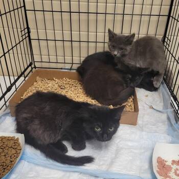 Dr Seuss Books_2 -  Domestic Medium Hair Cat for Adoption in Westminster, California - Dr Seuss Books_2 | PetCurious