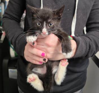 Chet -  Domestic Short Hair Cat for Adoption in Trenton, New Jersey - Chet | PetCurious