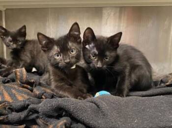 EDMUND -  Domestic Short Hair Cat for Adoption in Tustin, California - EDMUND | PetCurious