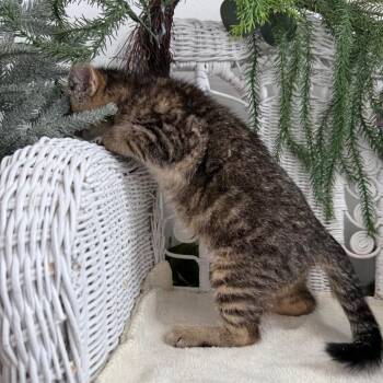 Domestic Short Hair Cats Available for Adoption in Eaton Rapids, Michigan - Driscoll Pad 56120 | PetCurious