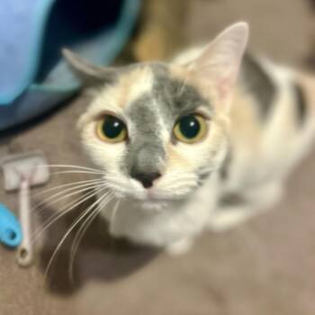 Domestic Short Hair Cats Available for Adoption in Philadelphia, Pennsylvania - Willow | PetCurious