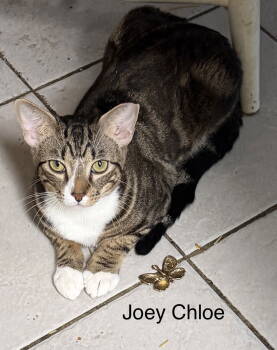 Rescue Domestic Short Hair Cats for Adoption in The Woodlands, Texas - Joey Chloe | PetCurious