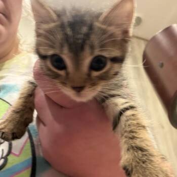 Lion -  American Shorthair Cat for Adoption in Freeport, Florida - Lion | PetCurious