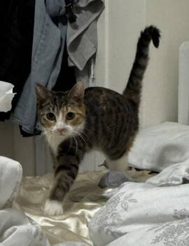 Domestic Short Hair Cats Available for Adoption in New York, New York - Mia | PetCurious