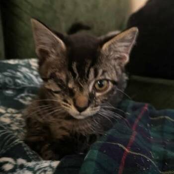 Rescue Domestic Short Hair Cats for Adoption in Jacksonville, Oregon - Lilo | PetCurious