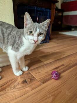 Penny 3666 -  Domestic Short Hair Cat for Adoption in Dallas, Texas - Penny 3666 | PetCurious