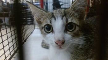 TIKKI -  Domestic Short Hair Cat for Adoption in Doral, Florida - TIKKI | PetCurious