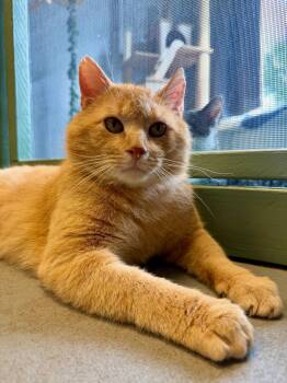 Domestic Short Hair Cats Available for Adoption in Oberlin, Ohio - Patrick | PetCurious