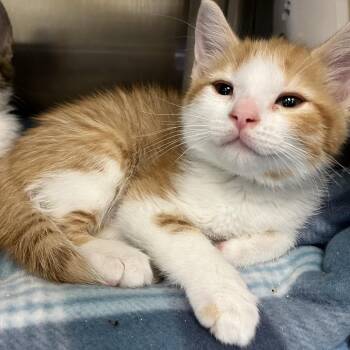 Ryan Lochte -  Domestic Short Hair Cat for Adoption in Keizer, Oregon - Ryan Lochte | PetCurious