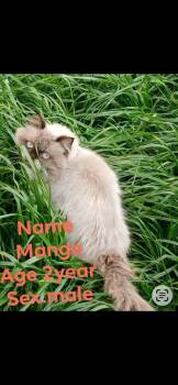 Mango -  Himalayan and Persian Cat for Adoption in Randolph, Massachusetts - Mango | PetCurious
