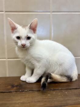 Brie -  Calico Cat for Adoption in Kerrville, Texas - Brie | PetCurious