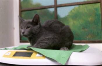 PETER -  Russian Blue and Domestic Short Hair Cat for Adoption in Houston, Texas - PETER | PetCurious