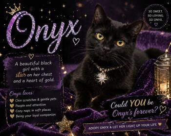 Domestic Short Hair Cats Available for Adoption in Greenville, Delaware - Onyx #1 (FCID# 08/06/2025 - 71 Trainer) C | PetCurious