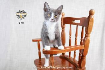 Tom 3 -  Domestic Short Hair Cat for Adoption in Riverside, California - Tom 3 | PetCurious