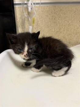 EMILY -  Domestic Short Hair Cat for Adoption in Riverside, California - EMILY | PetCurious