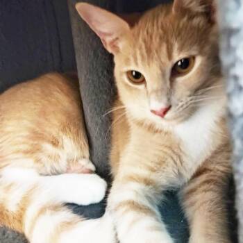 Honeycomb Cereal -  Domestic Short Hair Cat for Adoption in Chandler, Arizona - Honeycomb Cereal | PetCurious