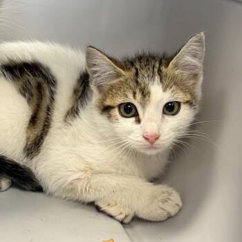 Domestic Short Hair Cats Available for Adoption in Watertown, New York - Carolina Reaper | PetCurious