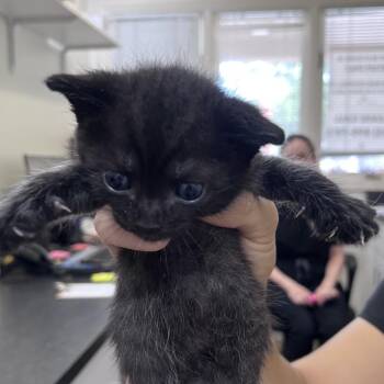 Thing 2 -  Domestic Short Hair Cat for Adoption in Birmingham, Alabama - Thing 2 | PetCurious