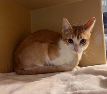 Huckleberry -  Domestic Short Hair Cat for Adoption in Burnaby, British Columbia - Huckleberry | PetCurious