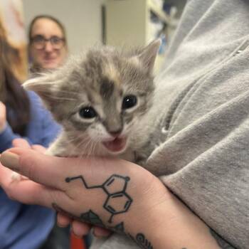 Domestic Short Hair Cats Available for Adoption in St. Louis, Missouri - Eenie | PetCurious