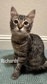 Richards -  Domestic Short Hair Cat for Adoption in Mission Viejo, California - Richards | PetCurious