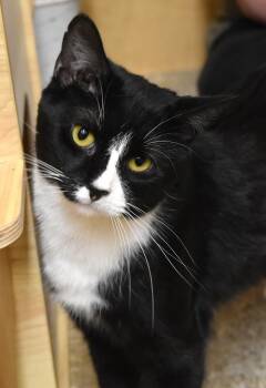 Tuxedo Cats Available for Adoption - Jack | PetCurious