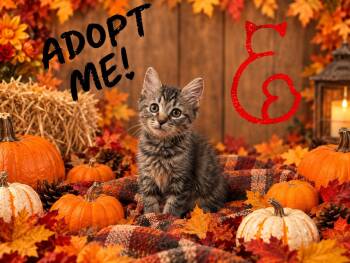 Penelope -  Domestic Short Hair Cat for Adoption in San Tan Valley, Arizona - Penelope | PetCurious