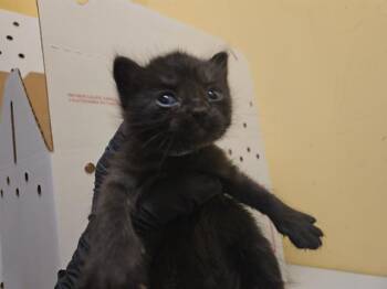 Domestic Long Hair Cats Available for Adoption in Tustin, California - INDY | PetCurious