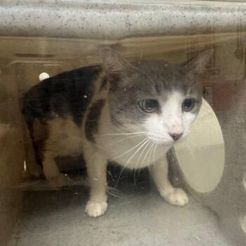 PERS-Stray-77060 -  Domestic Short Hair Cat for Adoption in Roxboro, North Carolina - PERS-Stray-77060 | PetCurious
