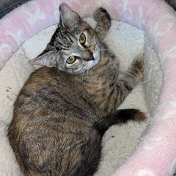Mila -  Domestic Short Hair Cat for Adoption in Spokane, Washington - Mila | PetCurious