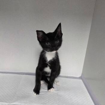 Flip -  Domestic Short Hair Cat for Adoption in Duncan, Oklahoma - Flip | PetCurious