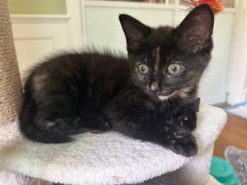 Sprinkles -  Tortoiseshell and Calico Cat for Adoption in Walnut Creek, California - Sprinkles | PetCurious