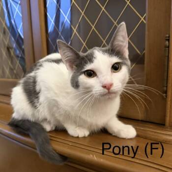 Pony -  Domestic Short Hair Cat for Adoption in Murfreesboro, Tennessee - Pony | PetCurious