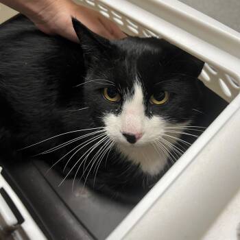 Latigo -  Domestic Short Hair Cat for Adoption in Durango, Colorado - Latigo | PetCurious